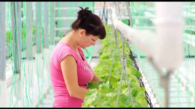 В новых теплицах  благовещенского комбината «Тепличный»  высадили овощи