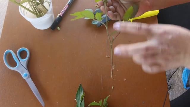 Зеленое черенкование. Размножение растений. Часть 1.