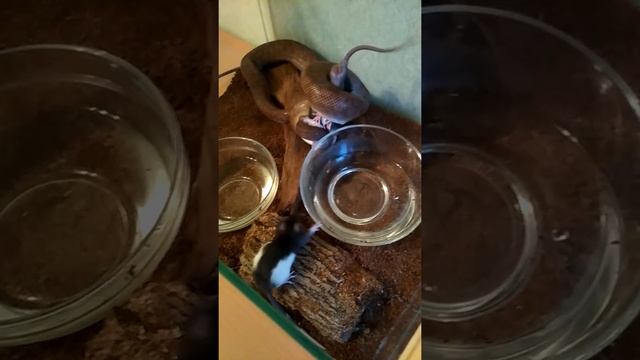 Кормление радужного удава