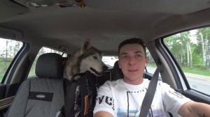 DOGVLOG: Целая стая Хаски переехала в Кирилловскую Усадьбу. Готовим Хаски-тур / Деревня 2.0