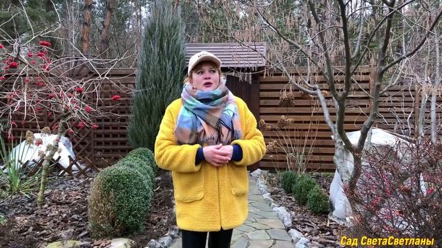 Плодовый сад. Где посадить? Газон и цветы под яблонями.#плодовыйсад#где посадитьяблони#грушаржавчин
