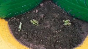 ОФОРМЛЕНИЕ КЛУМБЫ С ЭЛЕМЕНТОМ ГОРКИ ИЗ АВТОМОБИЛЬНЫХ ШИН. ЧАСТЬ 1