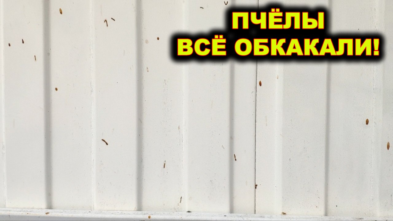 Пчёлы всё обкакали! Радость пчеловода.