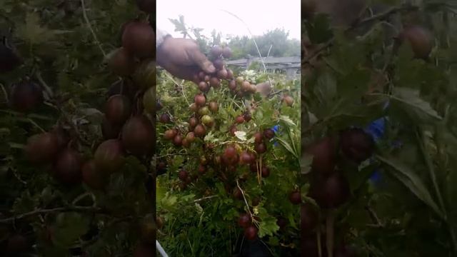 Урожай крыжовника ( Колобок)