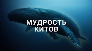 Мудрость китов