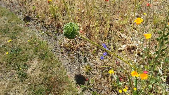 Allium Purple Balls Flowers. смотреть онлайн