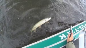 Бешеные щуки пытались сломать мой спиннинг. Рыбалка в Волгограде