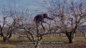 Обрезка деревьев и кустарников осенью — важные нюансы и сроки проведения