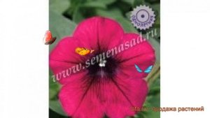 Петуния мультифлора Ура Вельвет (ura velvet) ? обзор: как сажать, семена петунии Ура Вельвет