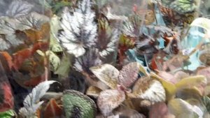 ВЫСТАВКА ЦВЕТОВ В КРАСНОДАРЕ!