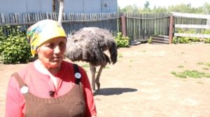 День за днем. В Кузгово живут африканские страусы