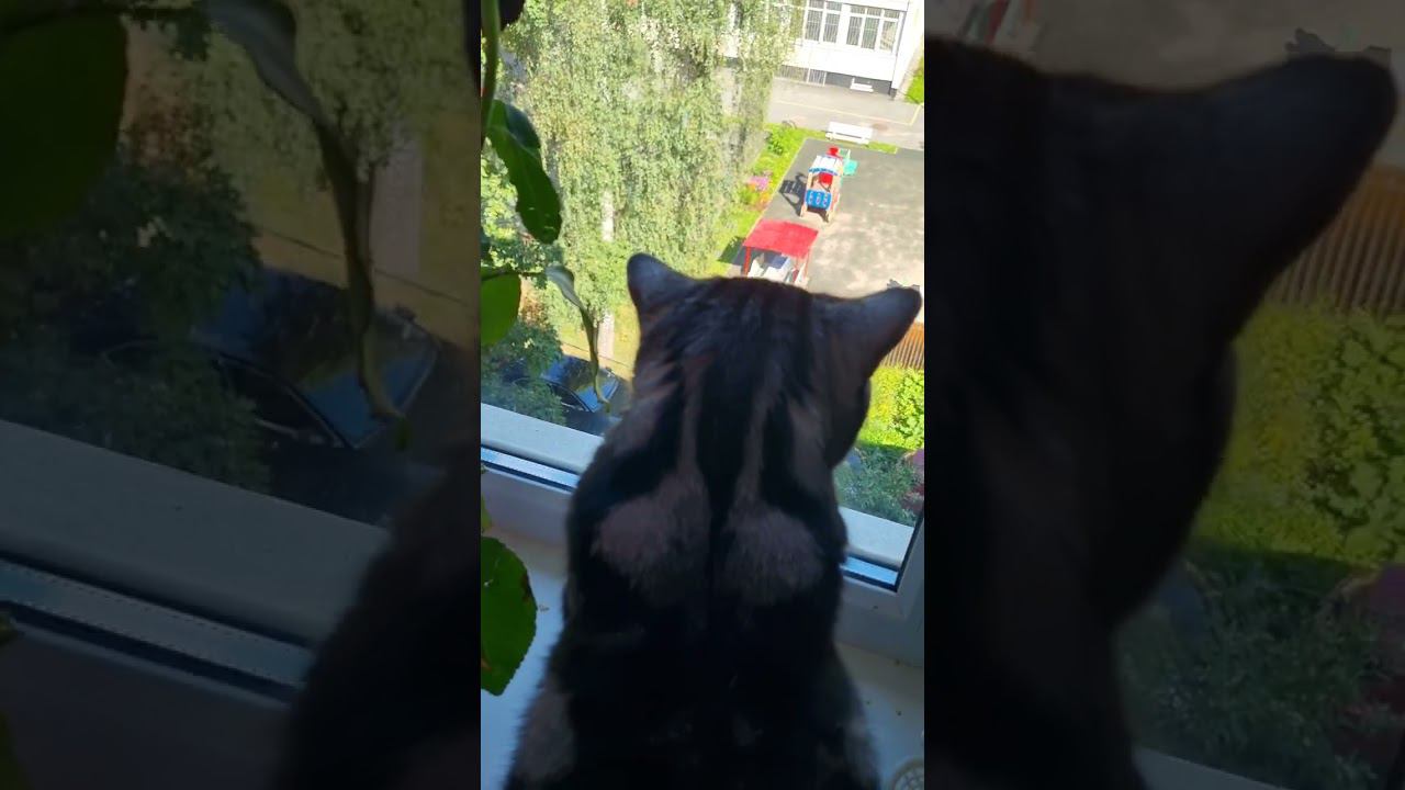 СИДИТ НА ОКОШКЕ, НАБЛЮДАЕТ ЗА ГОЛУБЕМ!