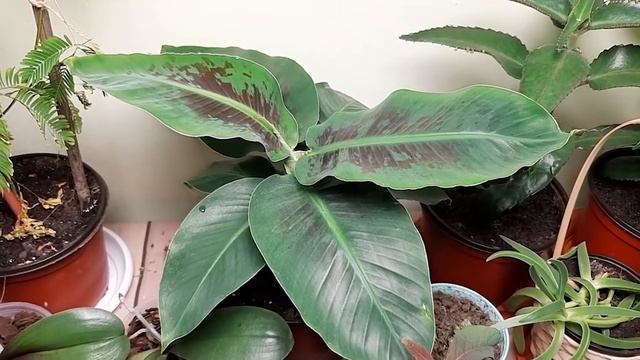 Мой карликовый банан спустя 1 год полтора смотреть онлайн