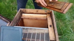 Как сделать отводоки на одну рамку. Месяц как матки начали сеять