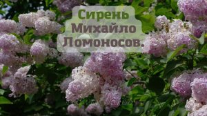 Сирень Михайло Ломоносов.?