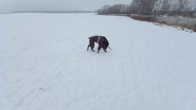 Alabai & Doberman. 🤴+👸=💘💞💝 смотреть онлайн