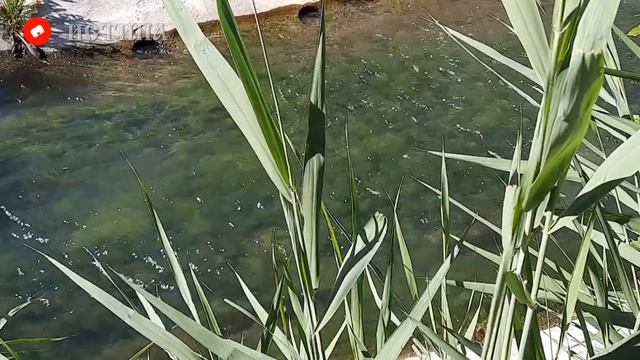 19 Мая - Праздник Иов Горошник. Что МОЖНО что НЕЛЬЗЯ делать в этот день смотреть онлайн