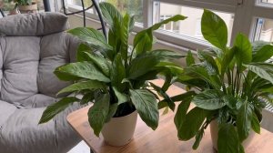 Женское Счастье, Спатифиллум Уход после Пересадки