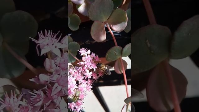 Recolectando polen, abeja ibérica, en Sedum sieboldii (pilarica, encantadora) España 23 oct 2018