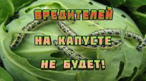 Опасные Вредители капусты. Химические и Народные способы борьбы с вредителями. Защита Растений!