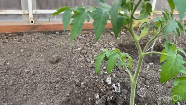 Мой опыт по выращиванию дынь в Сибири. Продолжение) смотреть онлайн