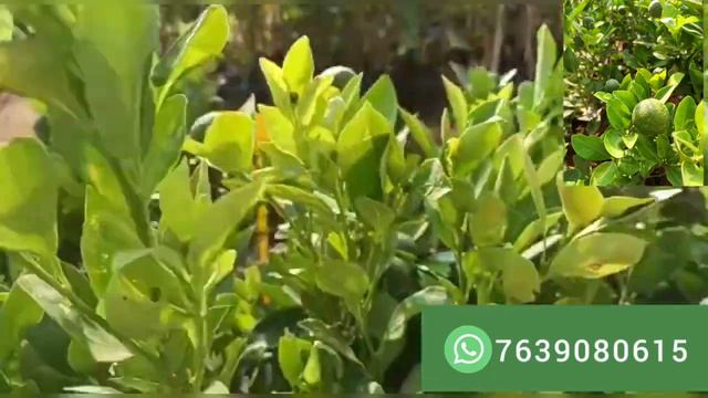 Table lemon plant available смотреть онлайн