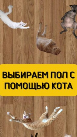 Не забудьте посоветоваться со своим котом перед покупкой напольного покрытия☝🏻 Меньше видно шерсти