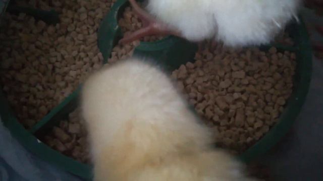 амераукан смотреть онлайн