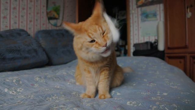 Кот Василий и мышь на верёвочке-2. смотреть онлайн