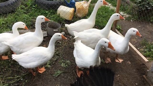 Гуси Линда 3 месяца. Линька у гусей-весь пруд в перьях) смотреть онлайн