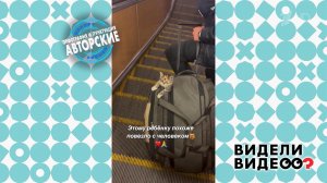 Котенок в метро. Видели видео? Фрагмент выпуска от 03.09.2023