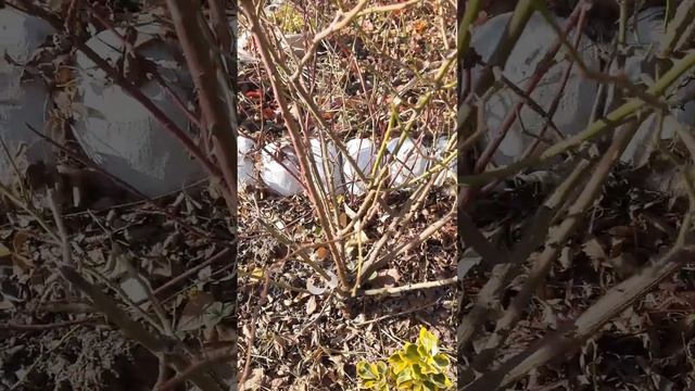 обрезка розы Флорибунда смотреть онлайн