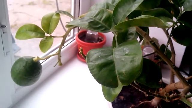 Выращиваем цитрусовые в домашних условиях. Лимон комнатный. уход за лимоном смотреть онлайн