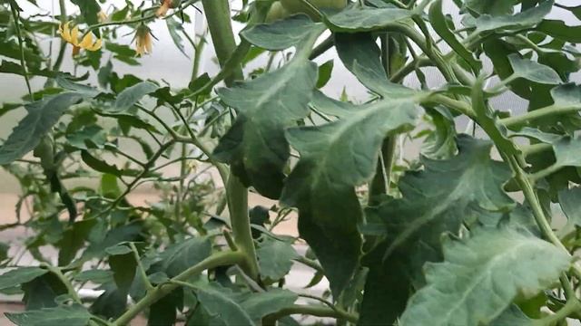 Обзор томатов 31 мая. Какие томаты завязали плоды. опять похолодание. смотреть онлайн