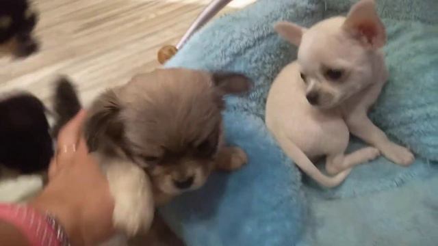 щенки чихуахуа Филипповичи, СИМФЕРОПОЛЬ Кастропуло продам щенков