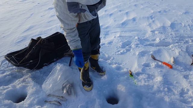Ловля зубаря. 23.03.19. Очень много ходили.