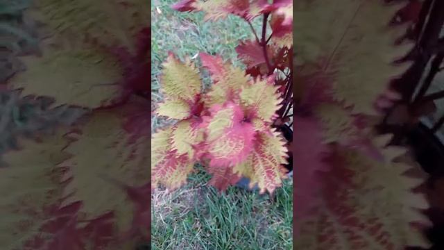 Колеус гибридный "Хенна" | Coleus hybridus "Henna"