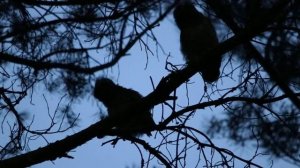 Поведение и крики птенцов ушастой совы на закате
