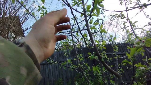 Как ускорить плодоношение яблони на сильнорослом подвое смотреть онлайн