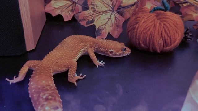 ХЕЛЛОУИН С Pushistik On-life ?? ЭУБЛЕФАР И ВОЛНИСТЫЙ ПОПУГАЙ. Halloween #halloween #популярное #рек смотреть онлайн