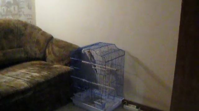 Попугай имитирует сигнализацию смотреть онлайн