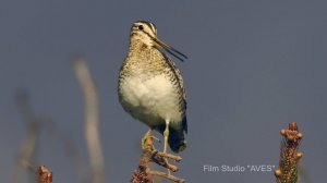 Бекас японский. Песня. Latham's snipe. Заповедник "Курильский".