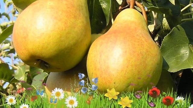Груша обыкновенная ? Обзор: посадка и уход. крупномеры груши : описание и особенности