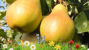 Груша обыкновенная ? Обзор: посадка и уход. крупномеры груши : описание и особенности