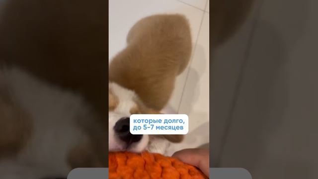 В каком возрасте брать щенка? Полное видео уже на канале! смотреть онлайн
