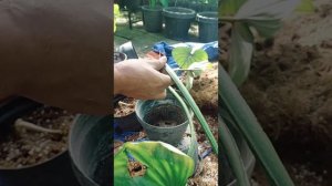 propagate philodendron plowmanii