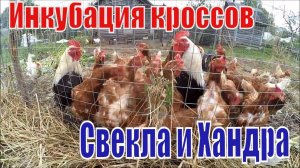 Инкубация кроссов // Куры // Кормовая свекла // Жизнь в деревне