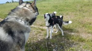 Щенок и мама ХАСКИ против МАЛАМУТА. Puppy and mom is HUSKY vs MALAMUTE