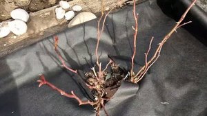 Чтобы не рос сорняк на клумбе!