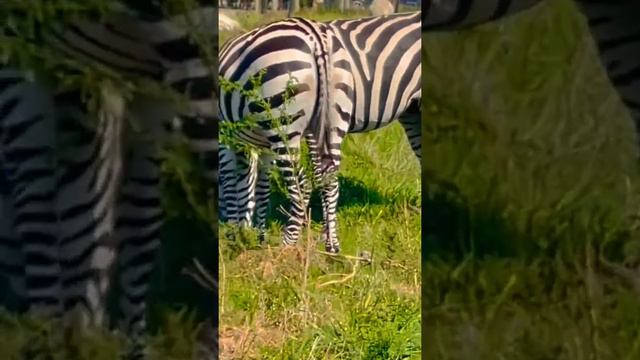 Zebras in African Safari-حديقة سفاري في أمريكا